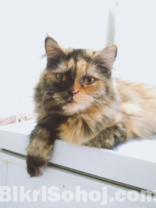 Persian cats